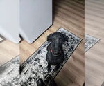 Small #3 Poodle (Standard)