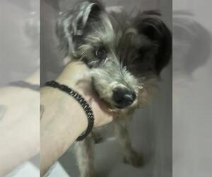 Mutt Dogs for adoption in Houston, TX, USA