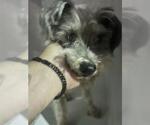 Small Mutt
