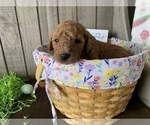 Small Photo #7 Labradoodle Puppy For Sale in DUNN, NC, USA