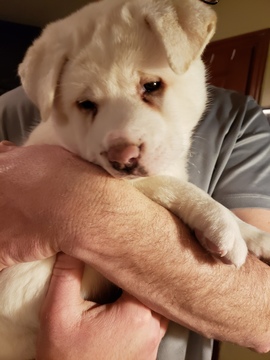 Medium Photo #3 Akita Puppy For Sale in CEDAR MILLS, MN, USA