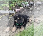 Image preview for Ad Listing. Nickname: Litter of 7