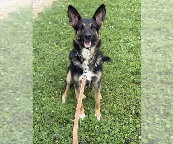 Medium Photo #2 German Shepherd Dog Puppy For Sale in Evansville, IN, USA