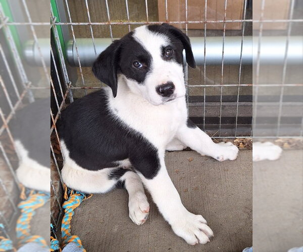 Medium Photo #1 Labrador Retriever-Unknown Mix Puppy For Sale in House Springs, MO, USA