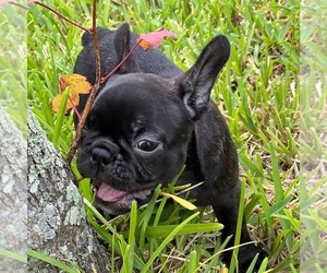 French Bulldog Puppy for sale in SAINT AUGUSTINE, FL, USA