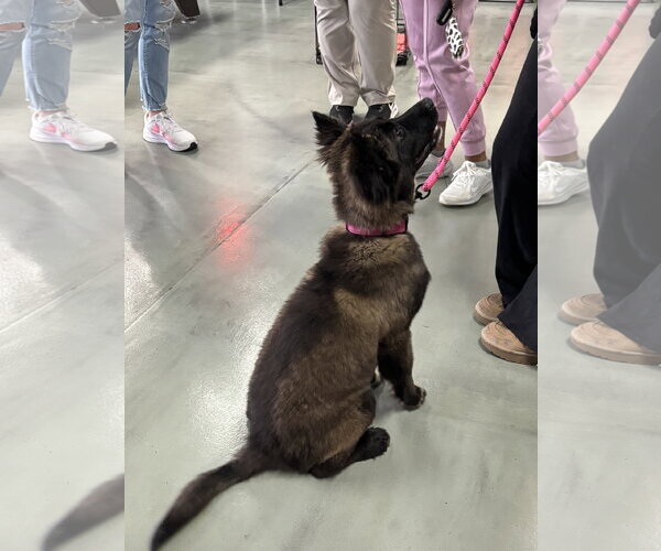 Medium Photo #3 Mutt Puppy For Sale in Holly Springs, NC, USA
