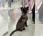 Small #2 Mutt