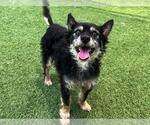 Small #1 Cairn Terrier