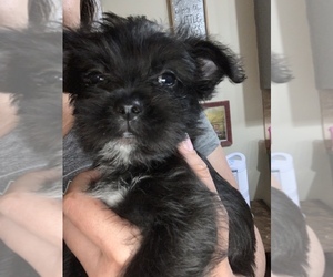 Brussels Griffon-Shiranian Mix Puppy for sale in PHENIX CITY, AL, USA