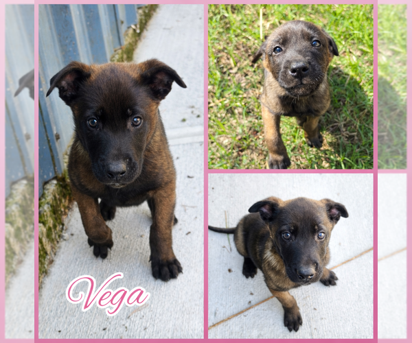 Medium Photo #1 Mutt Puppy For Sale in Blacksburg, SC, USA