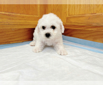 Small #3 Bichon Frise