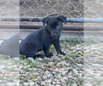 Small #2 Labrador Retriever Mix