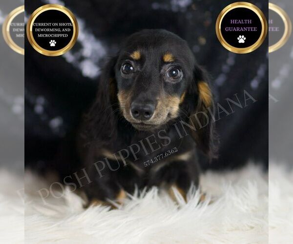 Medium Photo #1 Dachshund Puppy For Sale in WARSAW, IN, USA