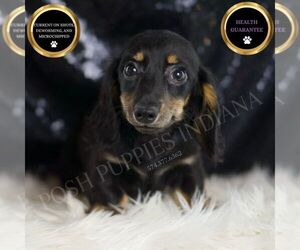 Dachshund Puppy for sale in WARSAW, IN, USA