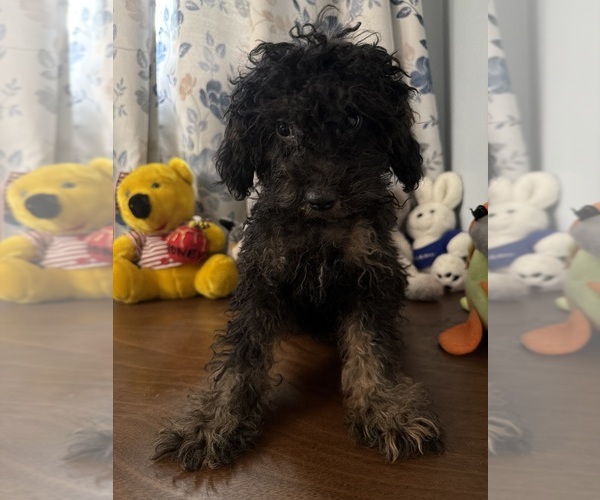 Medium Photo #24 Yorkipoo Puppy For Sale in DURHAM, CT, USA