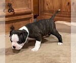Small Photo #25 Boston Terrier Puppy For Sale in MONTVILLE, OH, USA