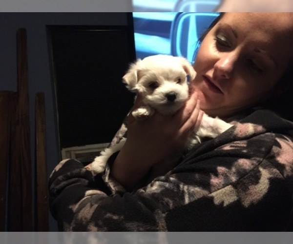 Medium Photo #61 Maltese Puppy For Sale in BRKN ARW, OK, USA