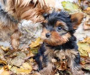 Yorkshire Terrier Puppy for sale in HONEY BROOK, PA, USA