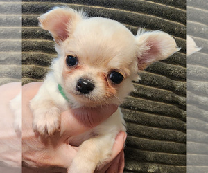 Chihuahua Puppy for sale in JACKSONVILLE, FL, USA