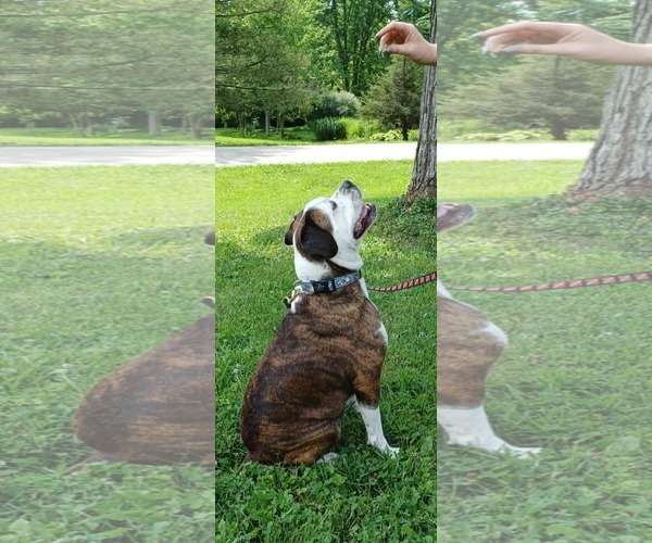 Medium Photo #14 American Pit Bull Terrier-Unknown Mix Puppy For Sale in Germantown, OH, USA