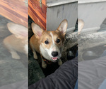 Small Photo #1 Pembroke Welsh Corgi Puppy For Sale in SOUTH BEND, IN, USA