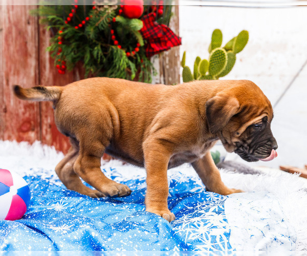 Medium Photo #61 Mastiff Puppy For Sale in WAKARUSA, IN, USA