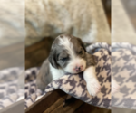 Puppy 2 Aussiedoodle-Poodle (Standard) Mix
