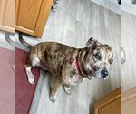 Small Photo #9 American Pit Bull Terrier-Unknown Mix Puppy For Sale in Spotsylvania, VA, USA