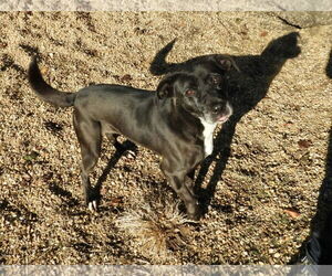 Pebbles - Female Feist Terrier-Labrador Retriever Mix Dog for Adoption - Photo #4