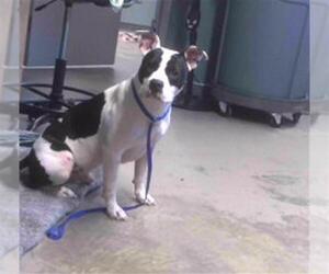 American Staffordshire Terrier Dogs for adoption in Tallahassee, FL, USA