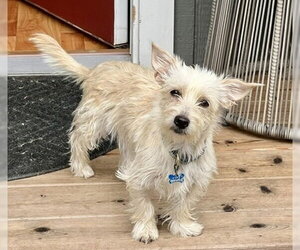 Chihuahua-Unknown Mix Dogs for adoption in Bellevue, WA, USA