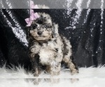 Puppy Dazzling Girl Poodle (Miniature)