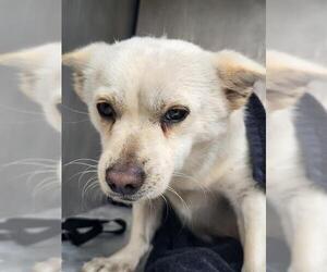 Chihuahua-Unknown Mix Dogs for adoption in San Antonio, TX, USA