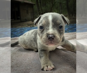 American Bully Puppy for sale in KINGS MOUNTAIN, NC, USA