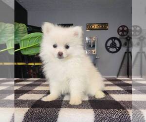 Pomeranian Puppy for sale in FRANKLIN, IN, USA