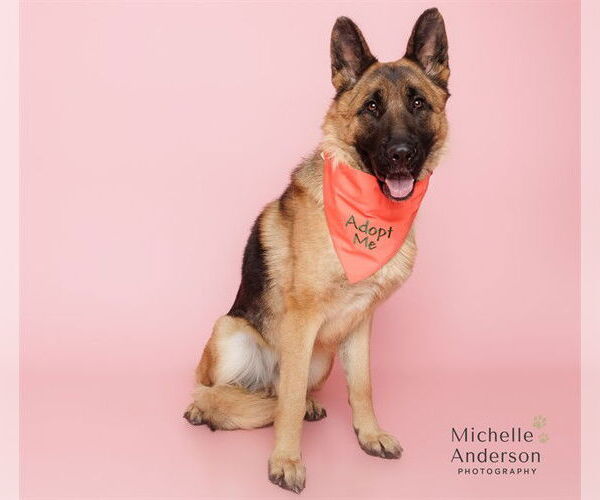 Medium Photo #2 German Shepherd Dog Puppy For Sale in Corona, CA, USA