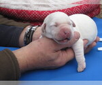 Small Photo #6 Labrador Retriever Puppy For Sale in ORANGE, MA, USA