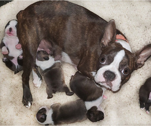 Mother of the Boston Terrier puppies born on 01/24/2023