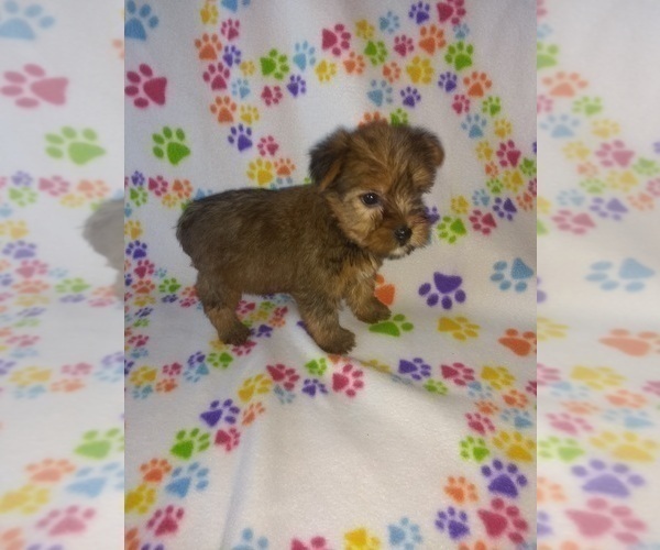 Medium Photo #13 Yorkshire Terrier Puppy For Sale in LAPEER, MI, USA
