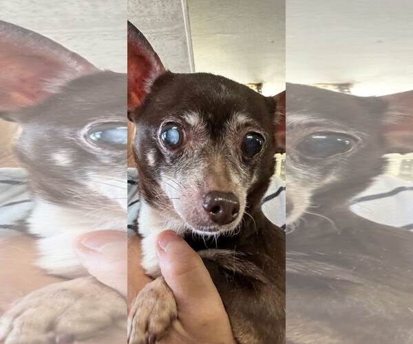 Medium Photo #3 Chihuahua Puppy For Sale in Landenberg, PA, USA