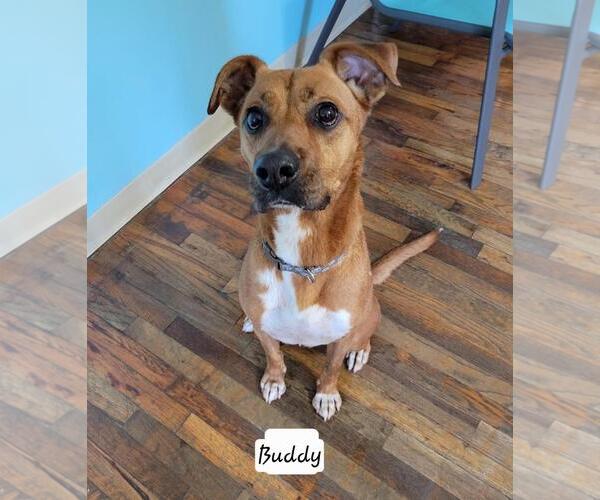 Medium Photo #1 Boxer-Unknown Mix Puppy For Sale in Granbury, TX, USA