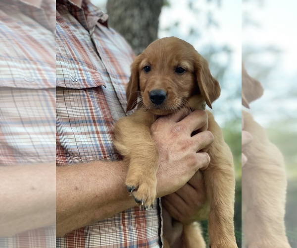 Medium Photo #4 Golden Retriever Puppy For Sale in AQUILLA, TX, USA