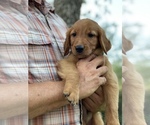 Small Photo #4 Golden Retriever Puppy For Sale in AQUILLA, TX, USA