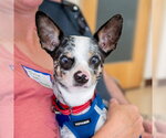 Small #3 Chihuahua Mix