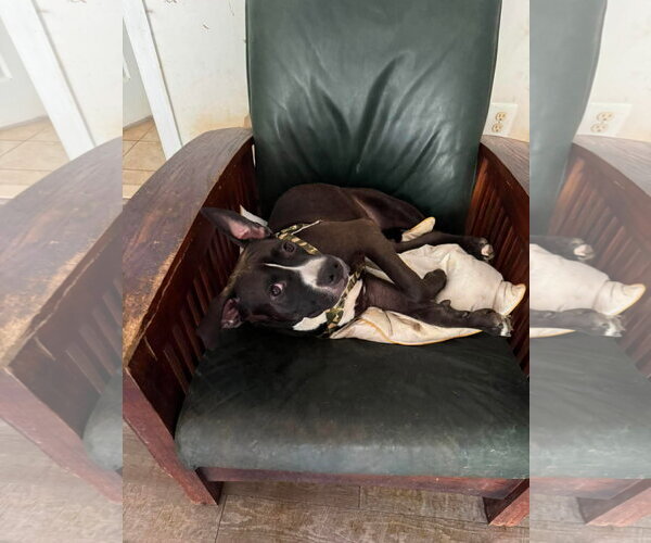 Medium Photo #3 Mutt Puppy For Sale in Spotsylvania, VA, USA
