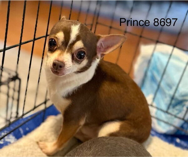 Medium Photo #1 Chihuahua Puppy For Sale in Studio City, CA, USA