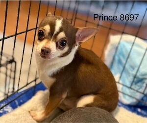 Chihuahua Dogs for adoption in Studio City, CA, USA