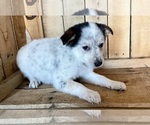 Small Photo #12 Australian Shepherd Puppy For Sale in CHESTERFIELD, MI, USA