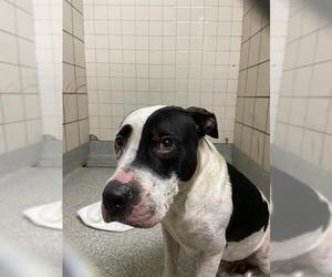 American Pit Bull Terrier-Unknown Mix Dogs for adoption in Pasadena, TX, USA