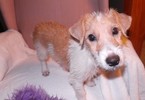 Small Photo #8 Jack Russell Terrier Puppy For Sale in AIKEN, SC, USA